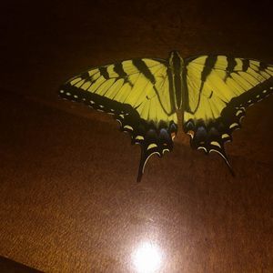 Meet your Posher, Stacey